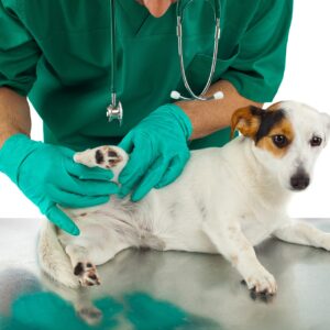 ¿Por qué es tan importante desparasitar a nuestra mascota?