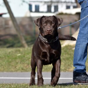 Porque es tan importante pasear a tu perro - Farmacia Veterinaria del Centro, Farmacia online Manizales, Caldas