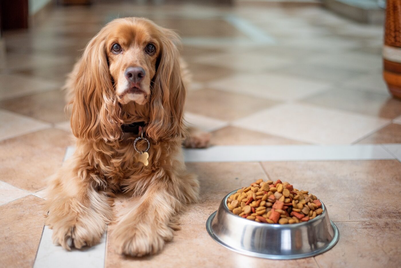 Importancia de una buena alimentación para nuestros perros