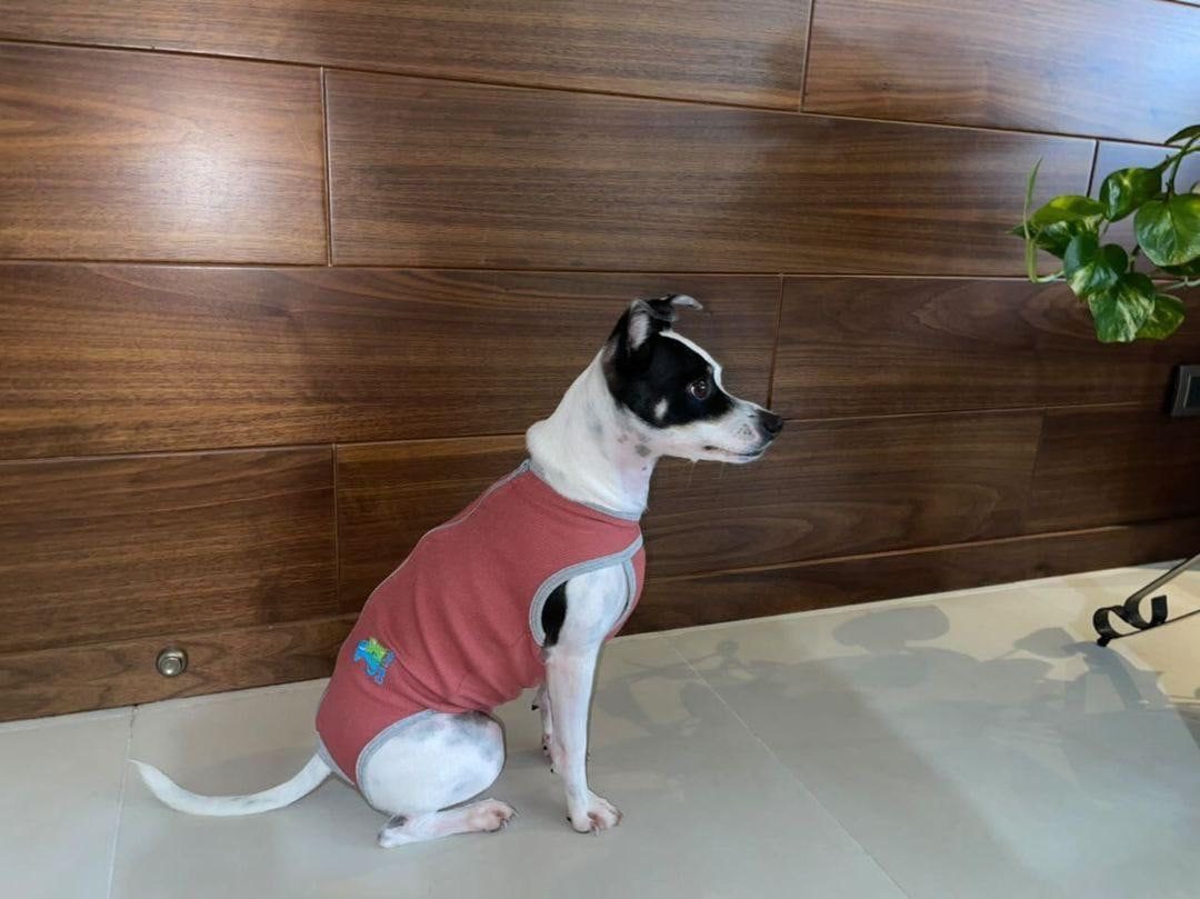 BODY PETS XL (19 A 22 KG)