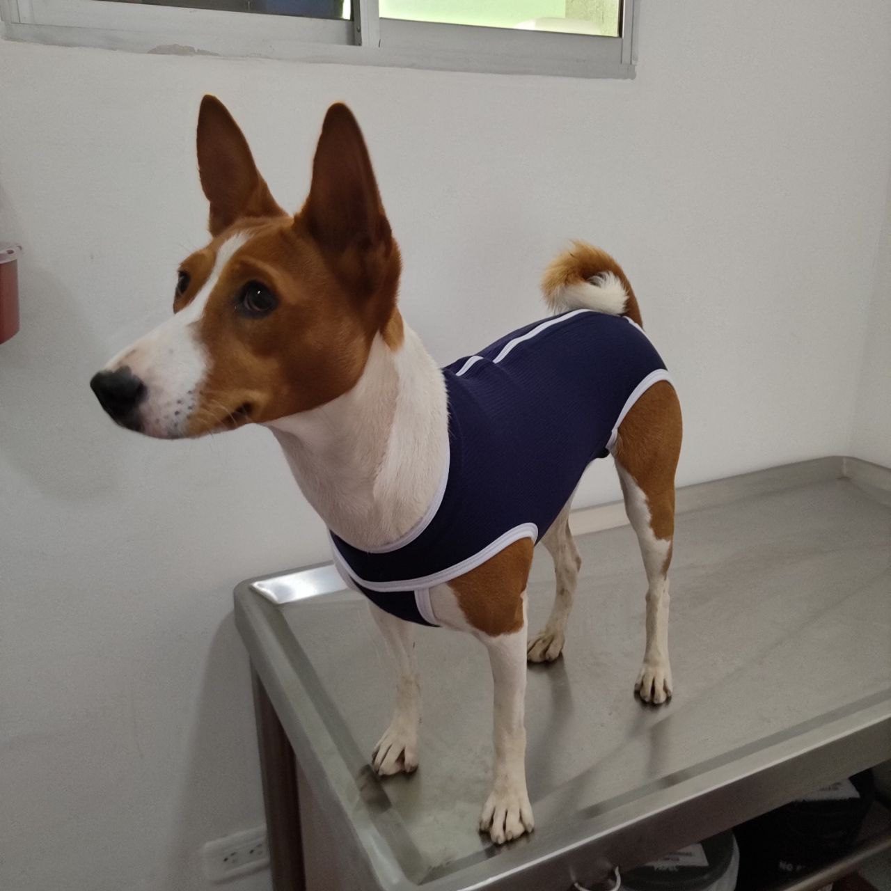 BODY PETS L ( 15 A 18 KG)